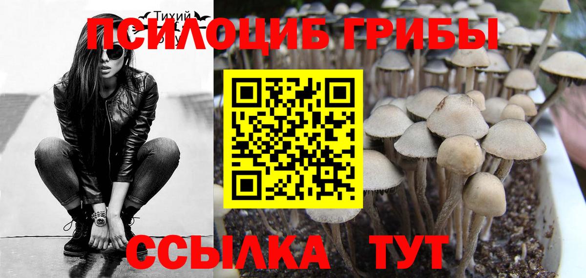 Калач-на-Дону  Псилоцибиновые грибы Cubensis  Вход с VPN 